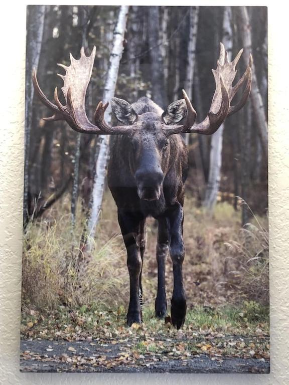 Appartement The Moose Crossing à Anchorage Extérieur photo